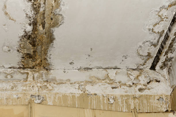 Best Mold Documentation for Insurance Claims  in White Knoll, SC