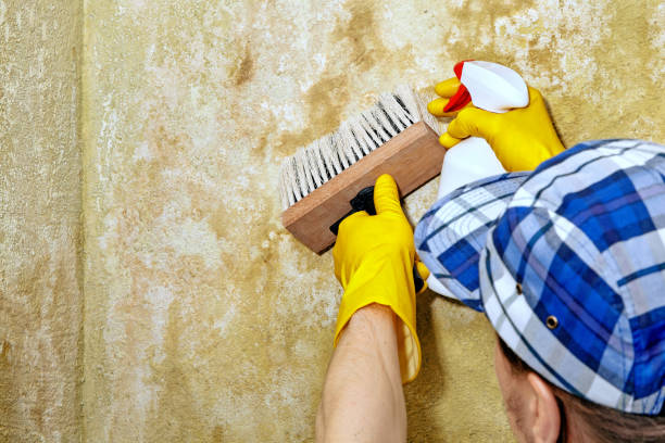 Best Black Mold Removal  in White Knoll, SC