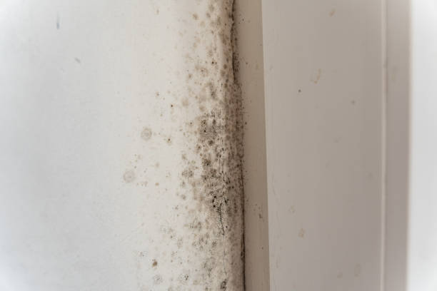 Best Indoor Air Quality Assessment  in White Knoll, SC